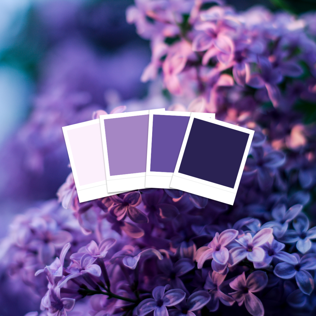 Purple flowers with matching colour swatches in monochrome purple