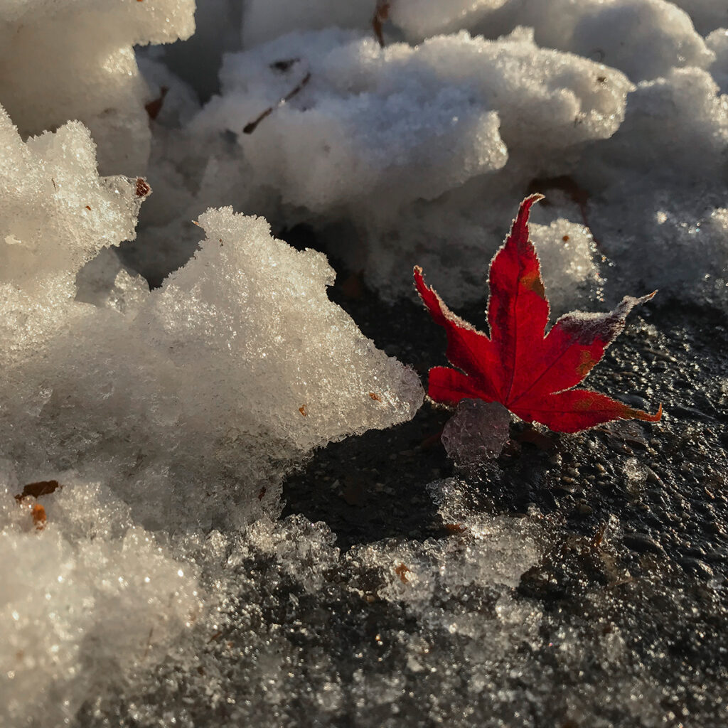 A bright red maple leaf stands upright on a frozen street, icy snow surrounding it